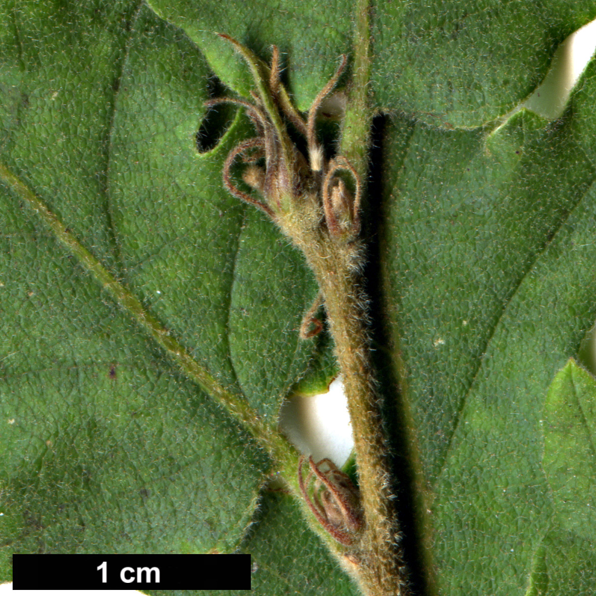High resolution image: Family: Fagaceae - Genus: Quercus - Taxon: cerris - SpeciesSub: 'Afyon Lace' High resolution image: Family: Fagaceae - Genus: Quercus - Taxon: cerris - SpeciesSub: 'Afyon Lace'